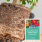 💥Koop 1 en krijg 1 gratis💥 Langzaam vrijkomende organische meststof in stickvorm voor kamerplanten